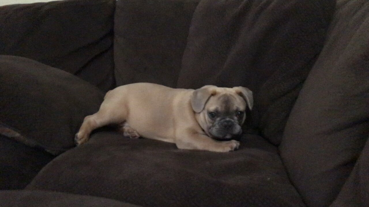 Brutus the frenchie