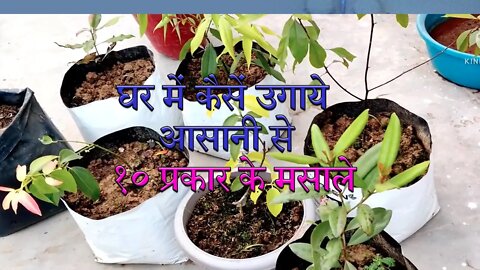 ये 10 प्रकार के मासाले घर में आसानी से कैसें लगायें