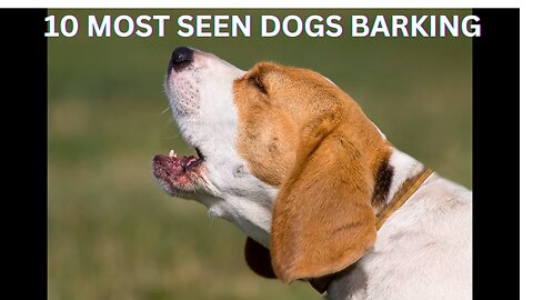 TOP 10 dog barking videos compilation