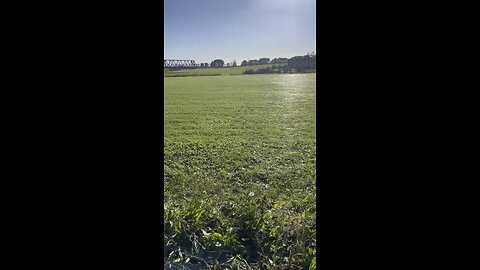 cobwebs on the grass