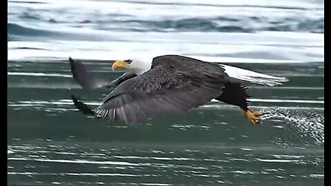 An Eagle Grabs A Fish & Swallows It - HaloCulture