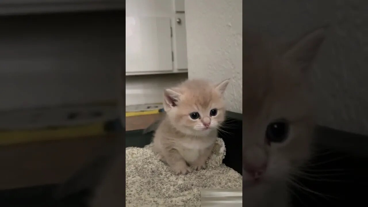 Kitten video Baby and cute cat funny video #34