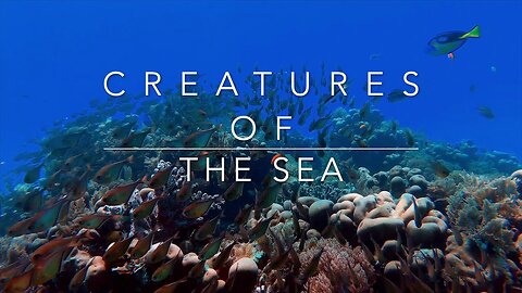 Creatures of the sea: sea animals living under the sea