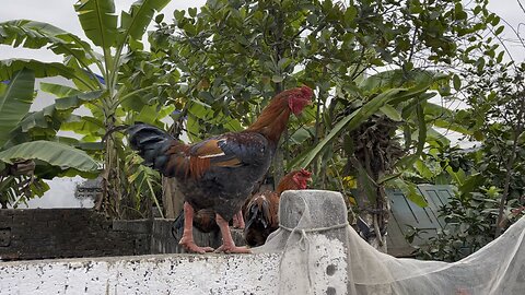 Chickens from Vietnam