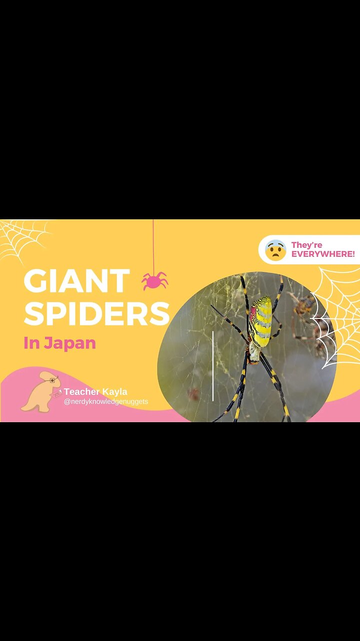 Japan has MASSIVE Spiders!!