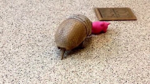 Armadillo