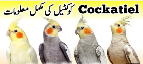 Cocktail parrot all info