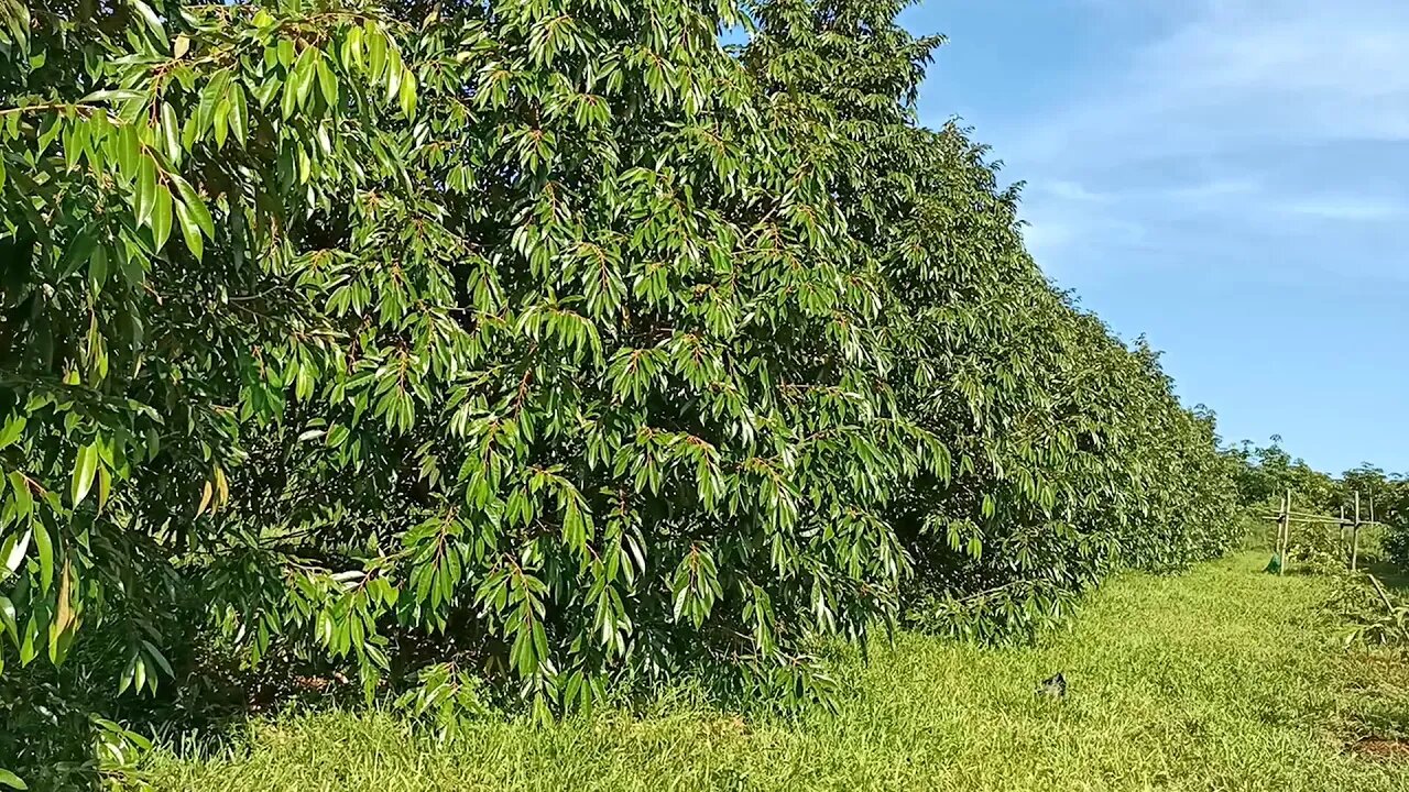 ដើមទុរេនចម្ការស្រុក មេមត់ / Durian Memot