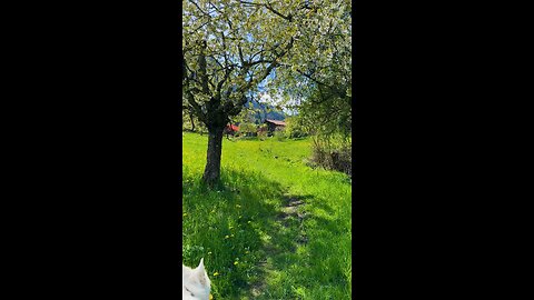 Happy dog in Switzerland