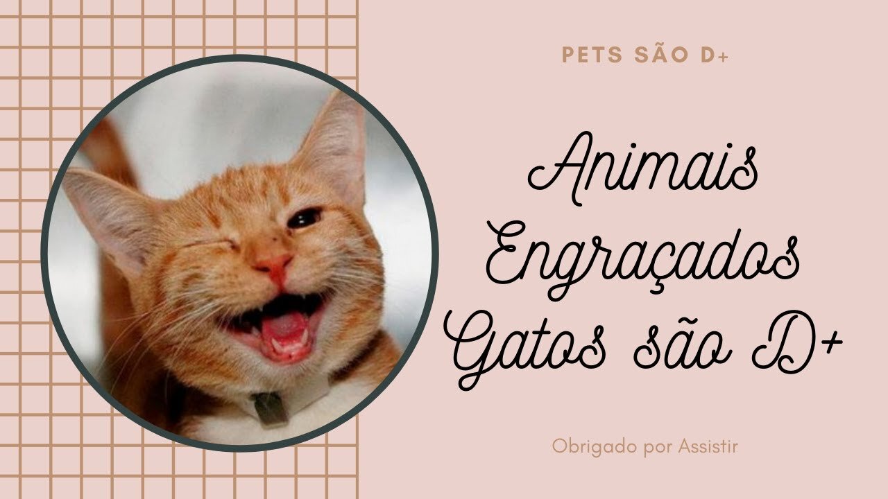 Funny cats - Funny animals πΈπΉπ» #3