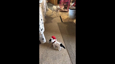 Dogs barking at Christmas dog!!!