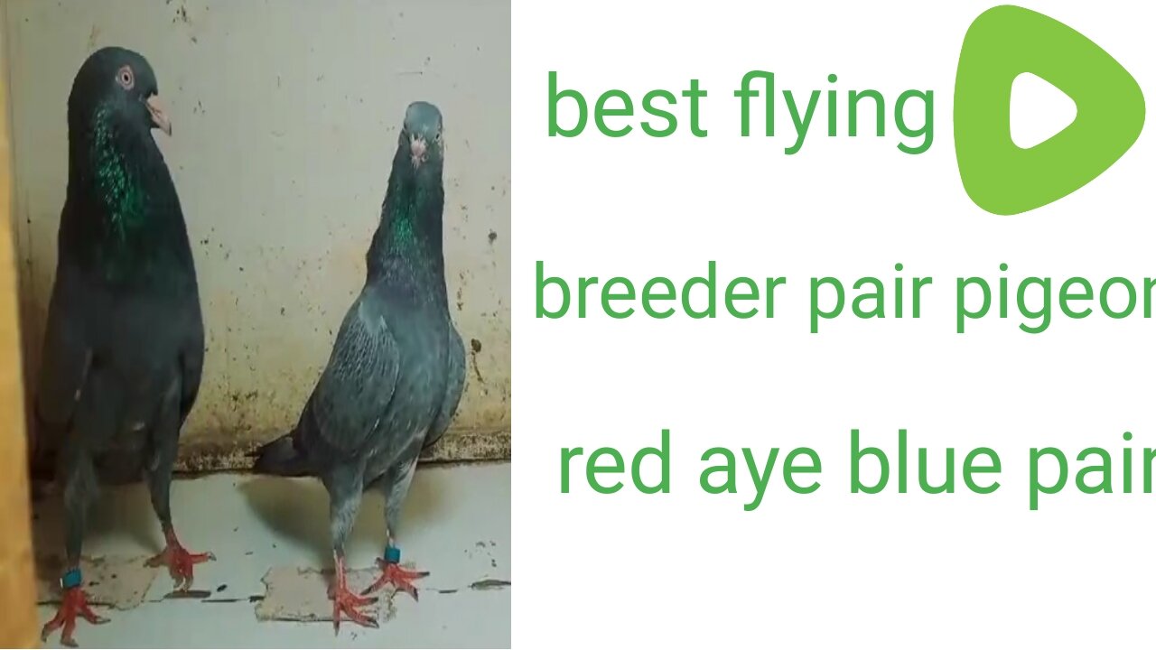 Beautiful pigeon reď aye. Breeder pair