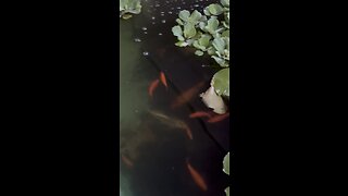 Koi feeding