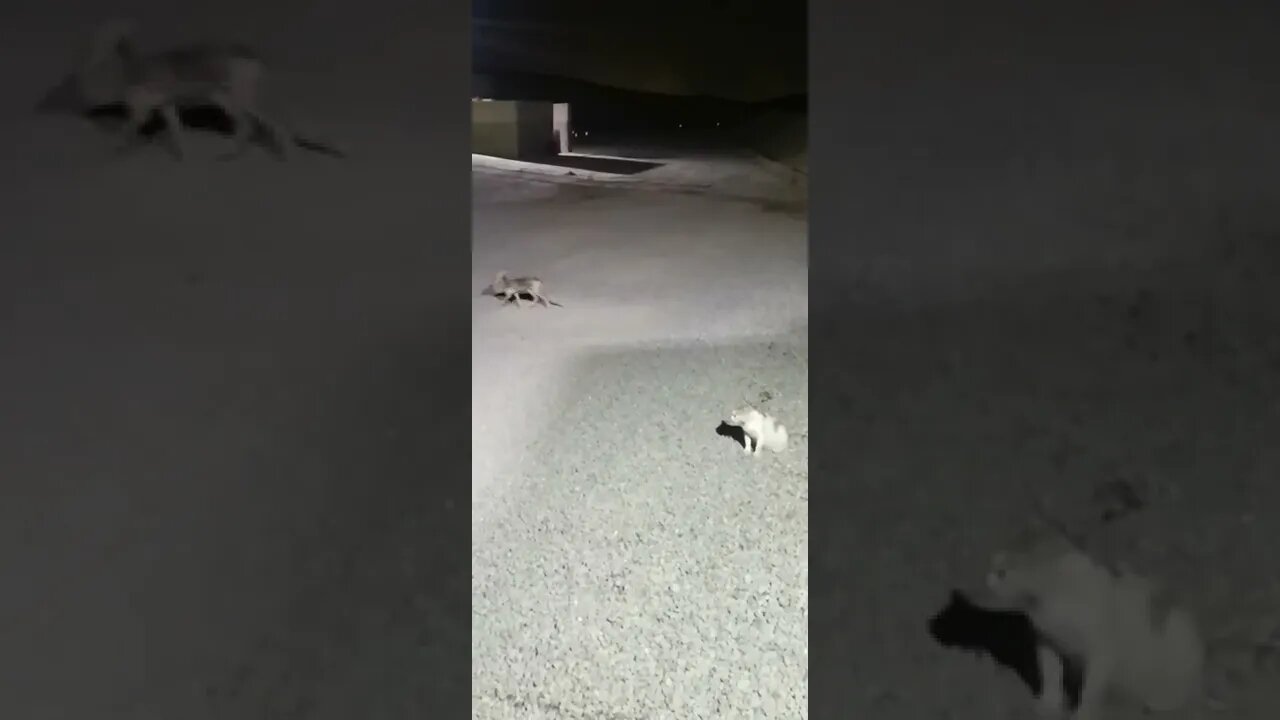 cat vs wild fox