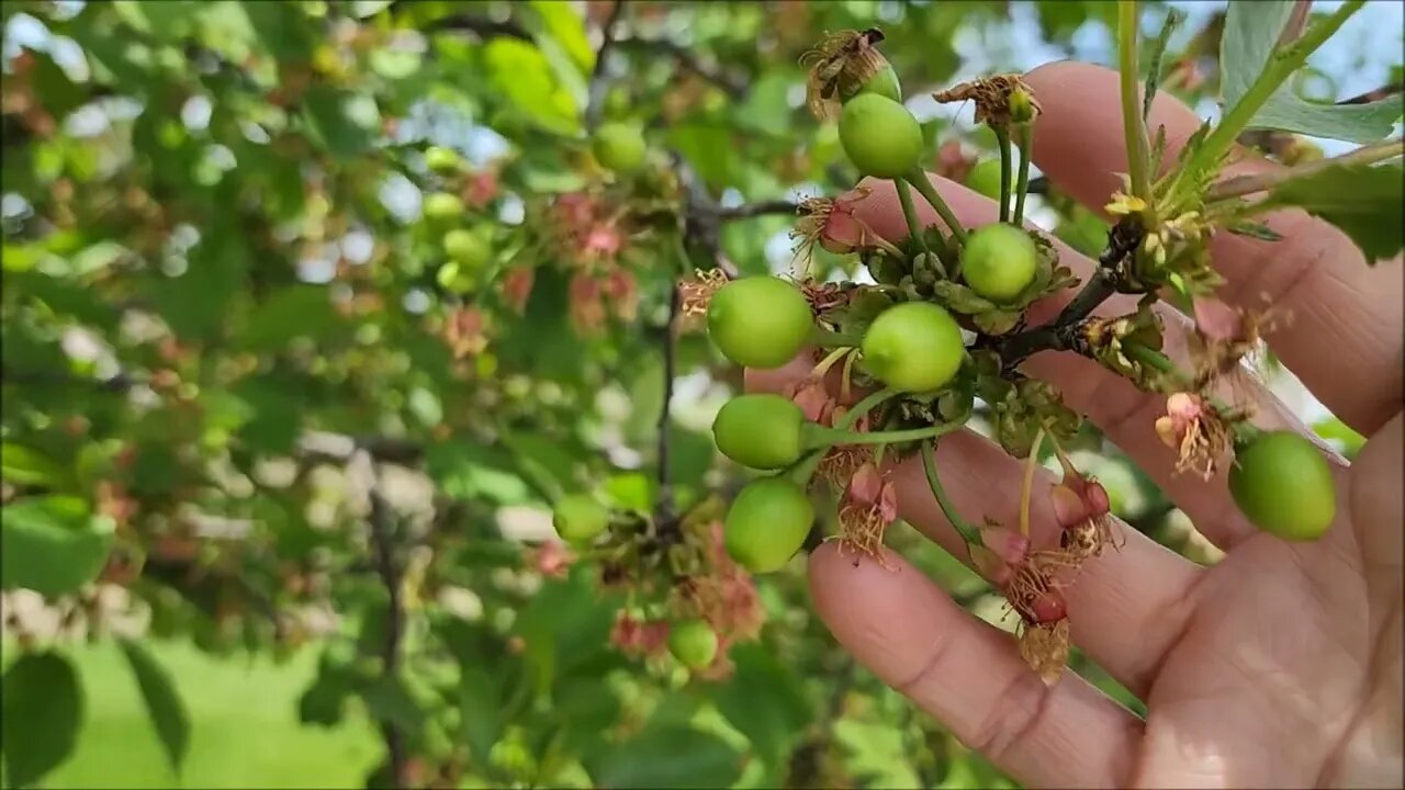 Garden Update for May 14, 2022