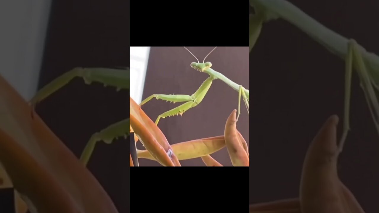 funny video