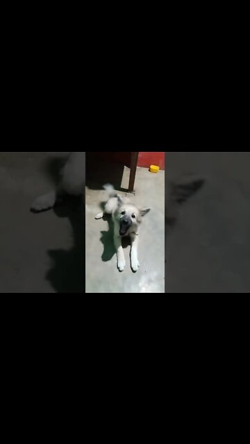 talking puppy | puppy say subscribe channel | #shorts #dogs #puppy #reels #tiktokpuppy #viralvideo