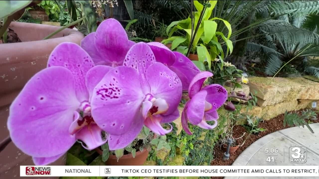 Lauritzen Gardens hosting an orchid show over the weekend