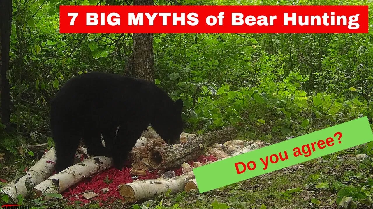 7 BIG MYTHS of bear hunting