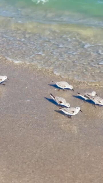 Little Birds Dodging Waves