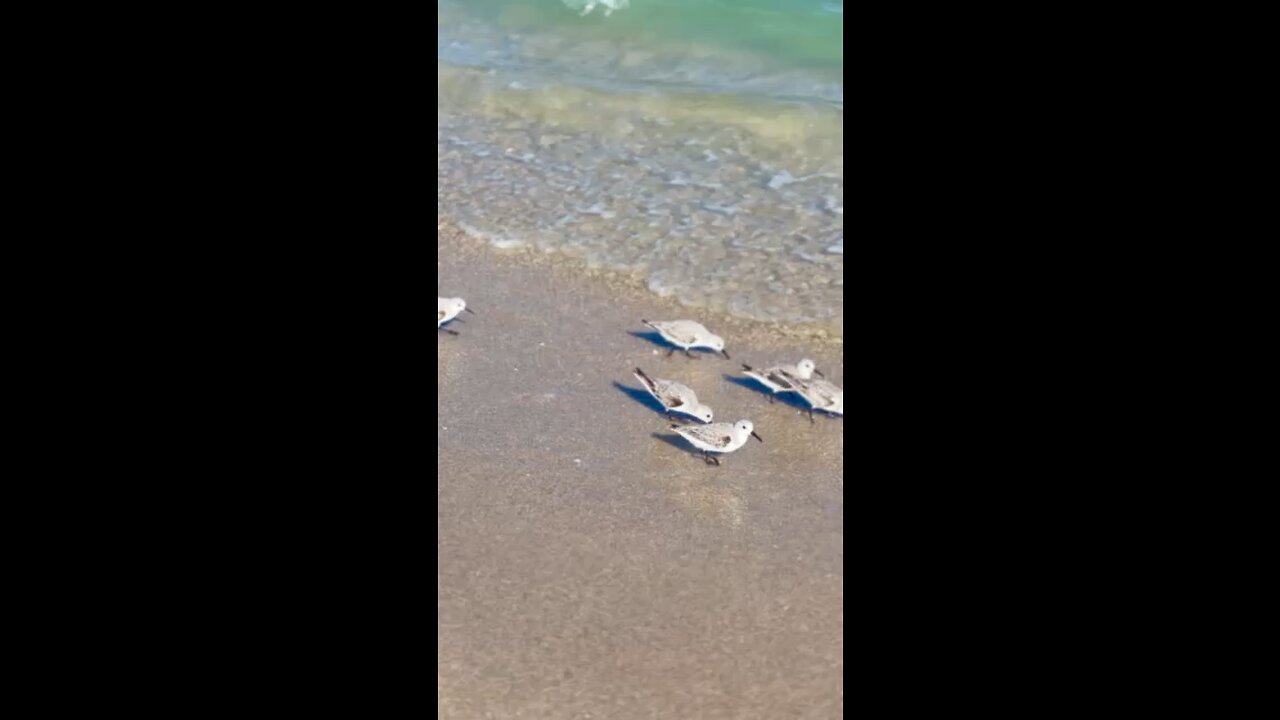 Little Birds Dodging Waves