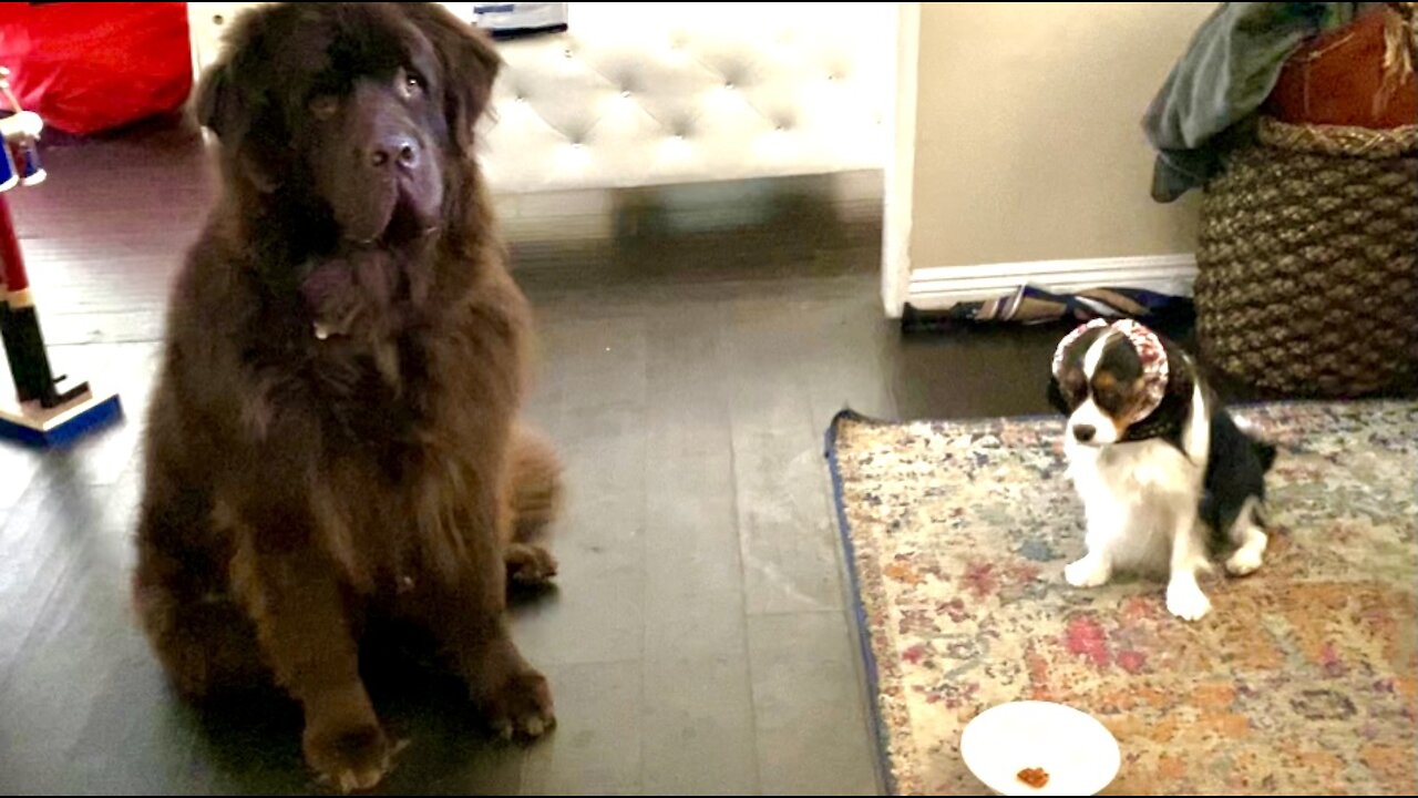 Obedient Newfie And Cavalier Wait Patiently For Treats