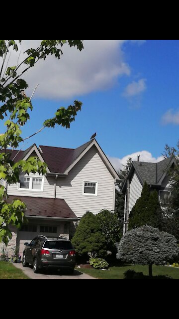 American Eagle in the Area