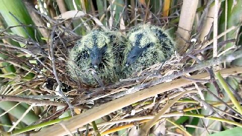 Baby Pidgeons at the Old Japanese Farm House