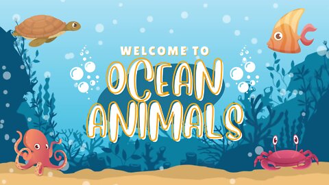 Ocean Animals