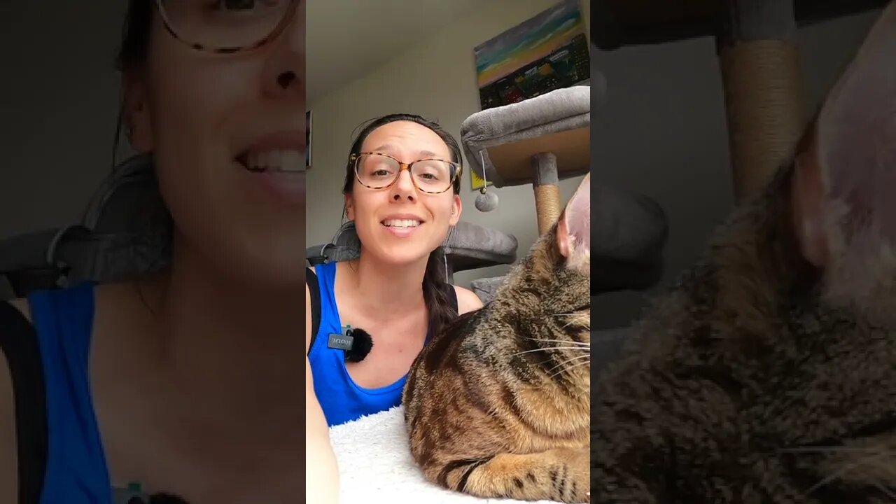 Why you should raw feed your cat #jesscaticles #shorts