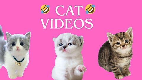 cat videos funny ! fanny videos cat ! cat videos