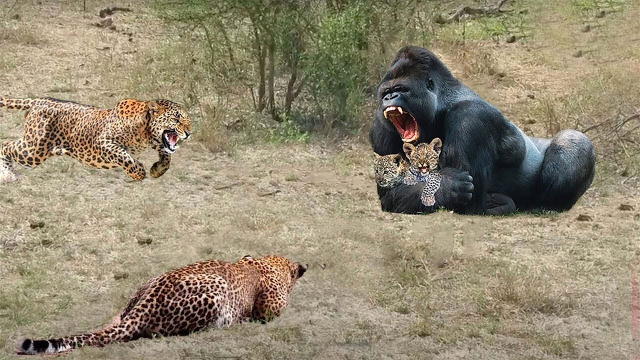 Scary Revenge! Leopard Angry Mother Attacks And Tortures Baboon Too Cruel To Avenge Cub Leopard