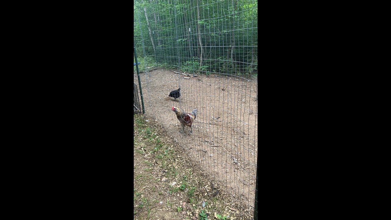 Rooster Crowing😁