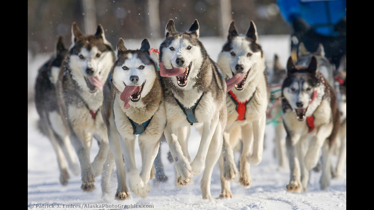 Dog Sled.... see