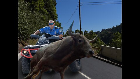 Officers chase down crazed bull