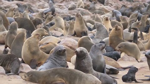 Sea lion colony at Cape Cross Seal Reserve in Namibia