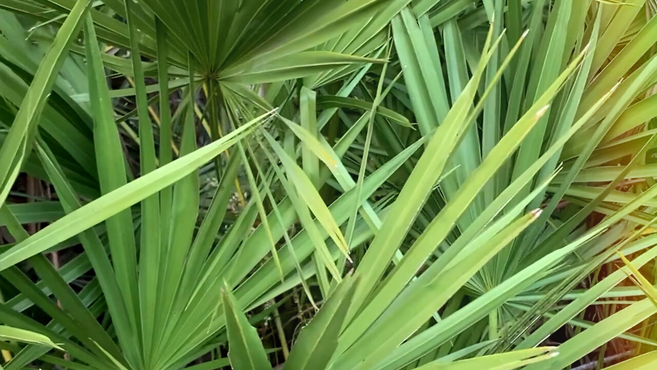 Florida’s Saw Palmetto Berry Season Is Treacherous but Also Profitable