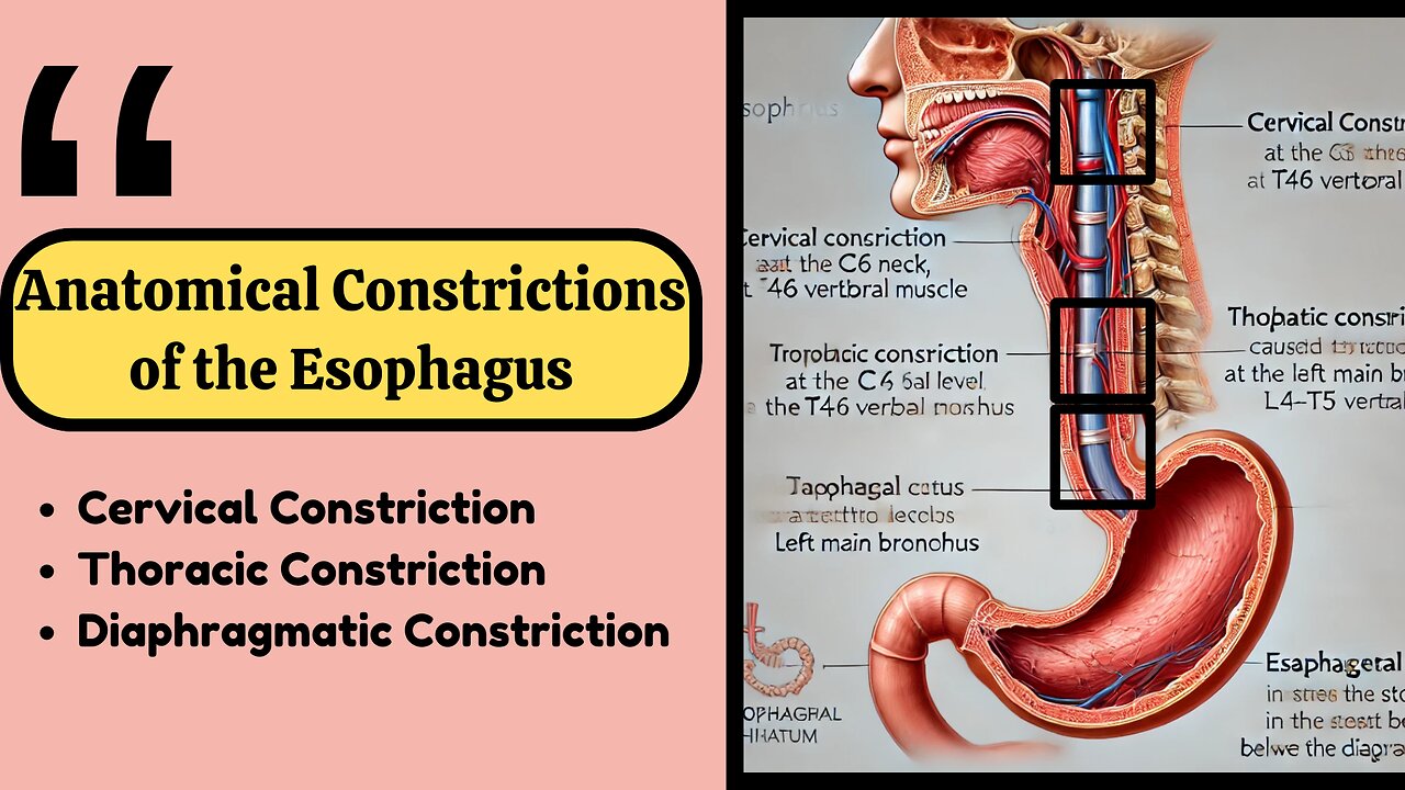 Anatomical Constrictions of the Esophagus: Complete Guide