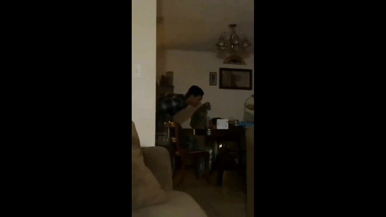 Funny Cats Videos