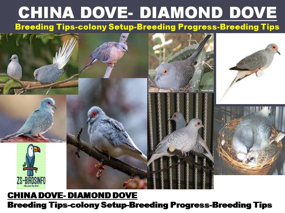 Diamond-China Dove Breeding Tips-Dove Diamond-