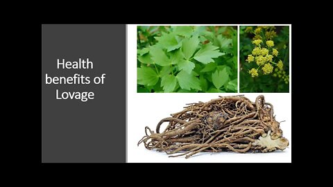 Lovage Benefits