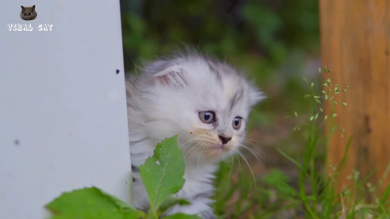 Cat and Kitten beautiful scanes 🐈 ❤️ 😺