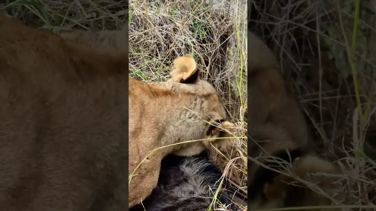 Not The Best Dining Table #Wildlife | #ShortsAfrica