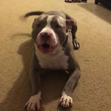 "Chirping" foster dog makes very strange noises