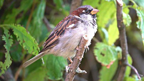 Sparrow Males Just Hanging Around