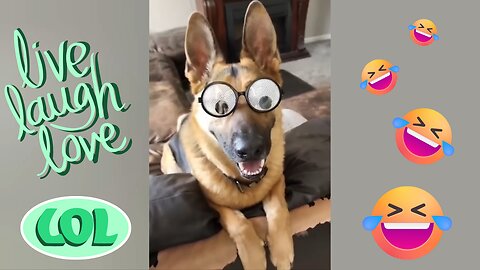 Hilarious Dogs and Cats Compilation 🐱🐶 Funniest Animals Ever