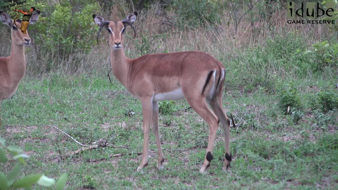 Rare Footage! | Female Impala With Horns!!!