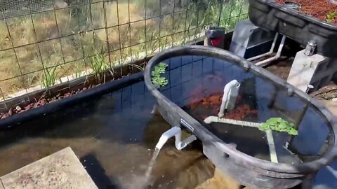 Aviary Water Garden Remodel - Part Three