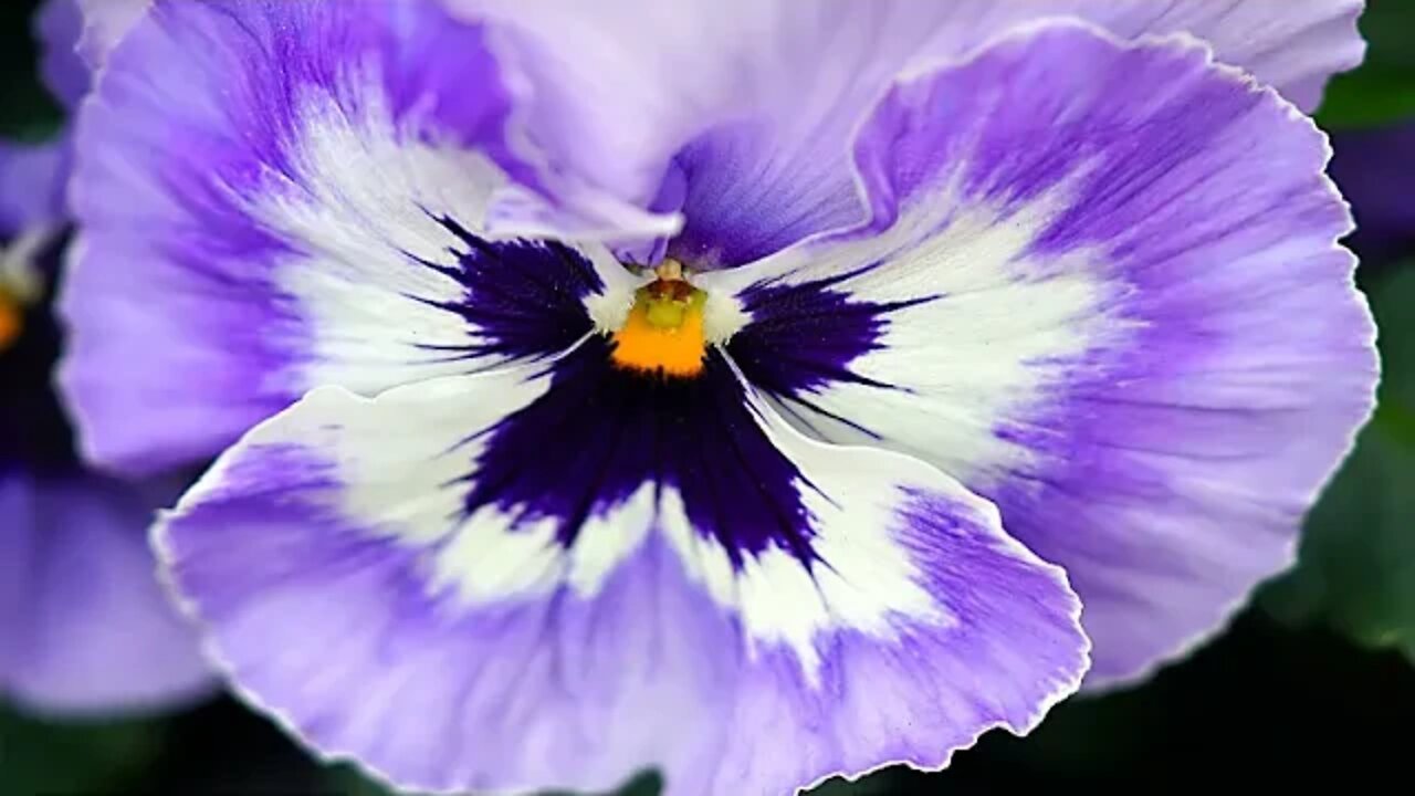 klaus & kinski - dar cera pulir, cera-mastered- ( only audio) ( lyrics in description)