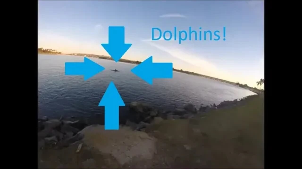 Dolphins in Mission Bay!